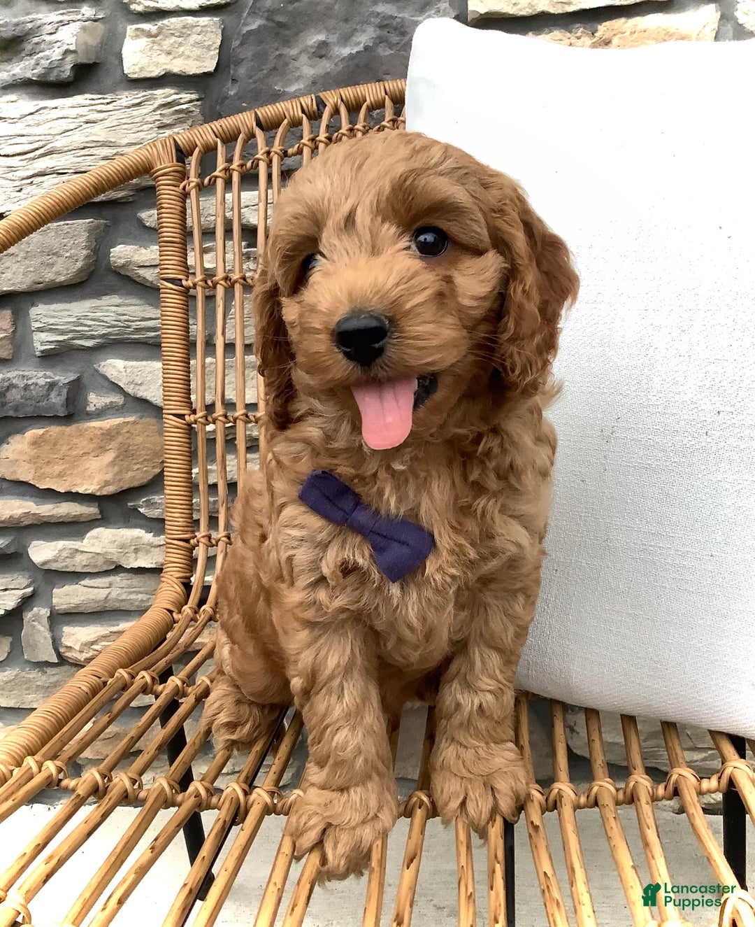 Cockapoo dogs for sale: Finn - Image 2