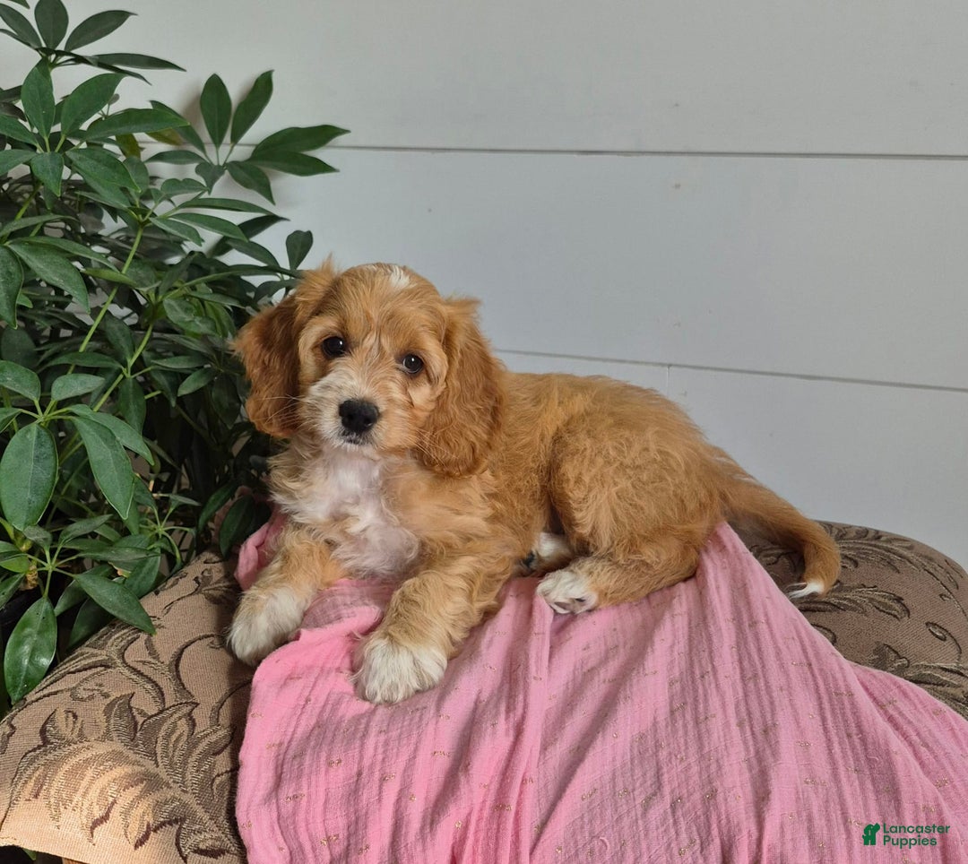 Cockapoo dogs for sale: Dixie - Image 4