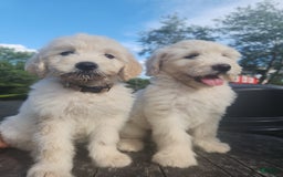 Goldendoodle dogs for sale: Cotton - Image 3
