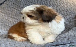 Shih Tzu dogs for sale: Ollie - Image 1