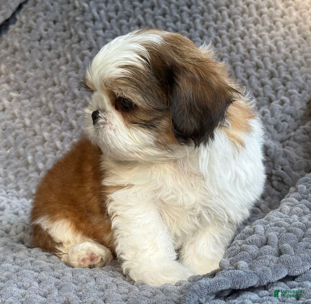 Shih Tzu dogs for sale: Ollie - Image 1