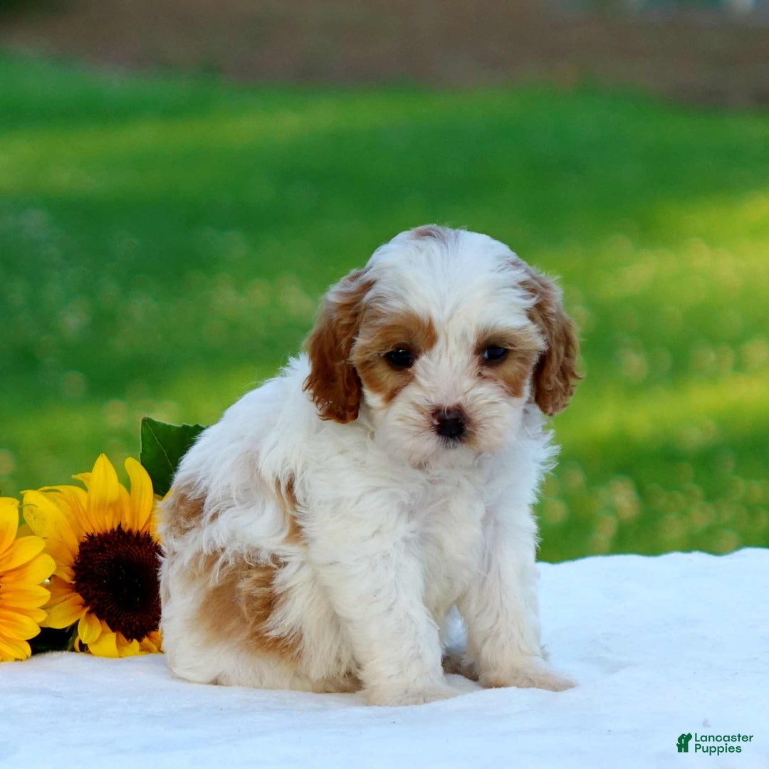 Cavapoo dogs for sale: Megan - Image 4