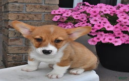 Welsh Corgi Pembroke dogs for sale: Connor - Image 10