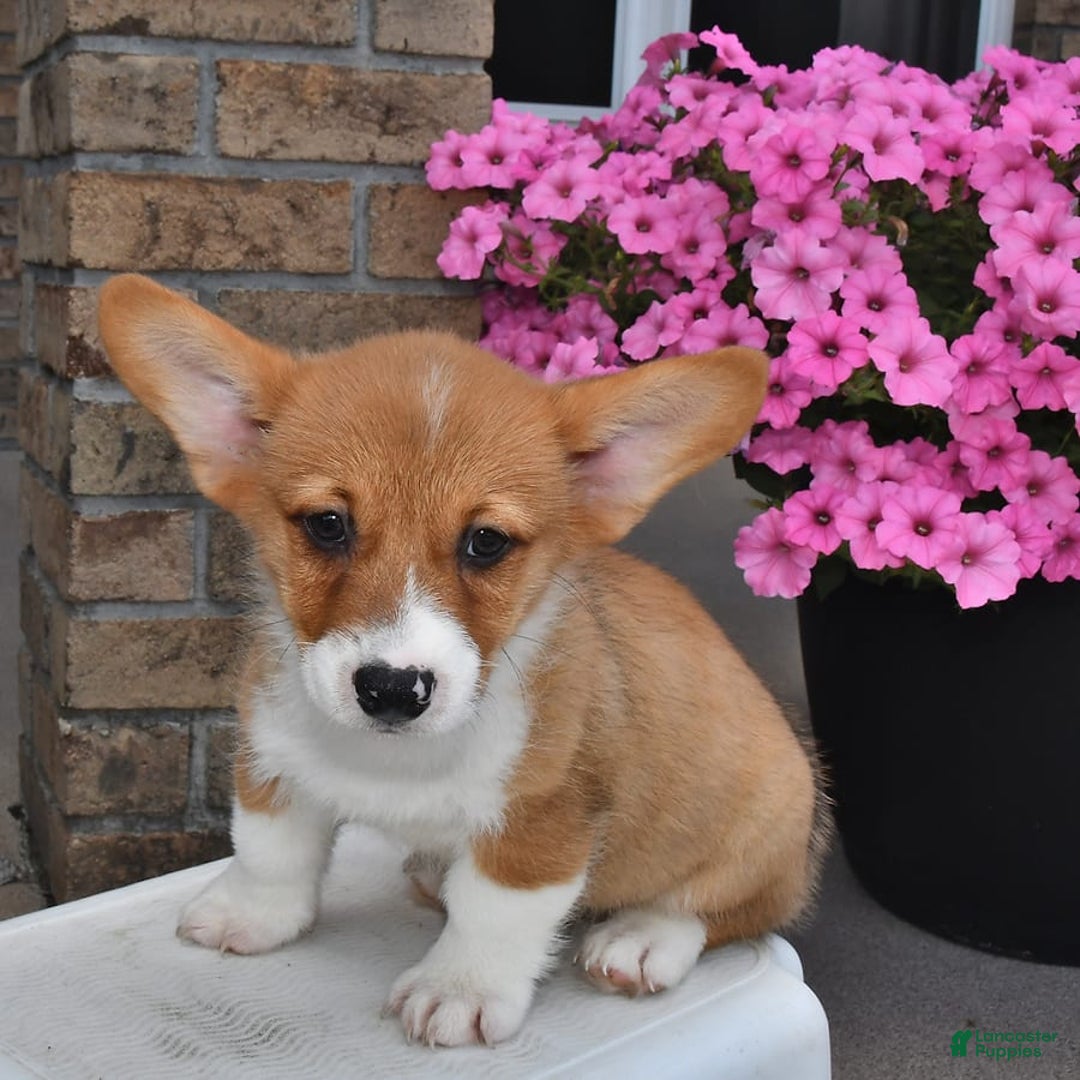 Welsh Corgi Pembroke dogs for sale: Connor - Image 10
