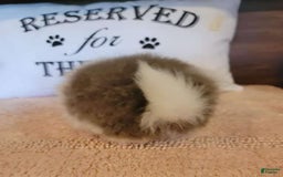 Pomeranian dogs for sale: Pommy - Image 2