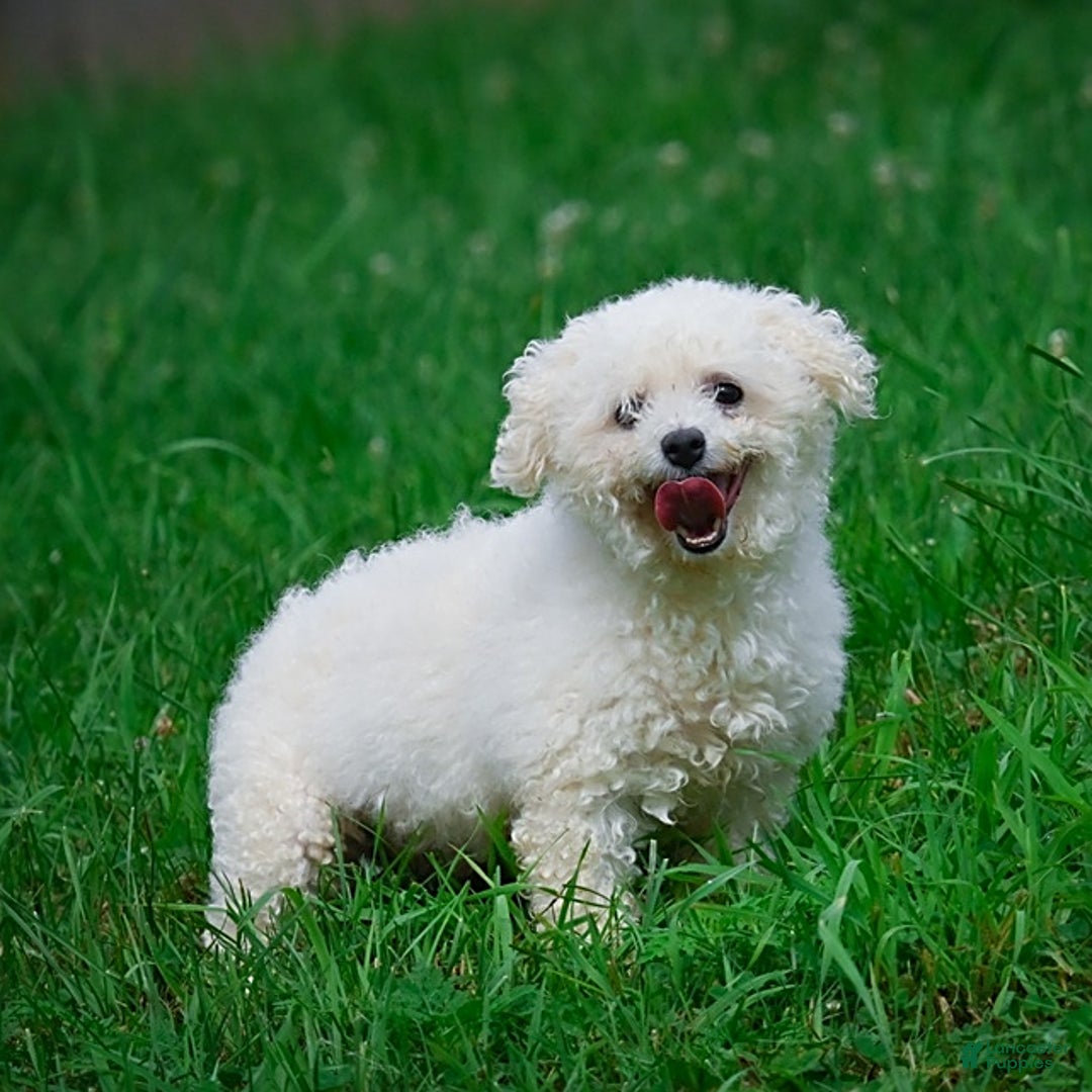Bichon Frise dogs for sale: Tanner - Image 12