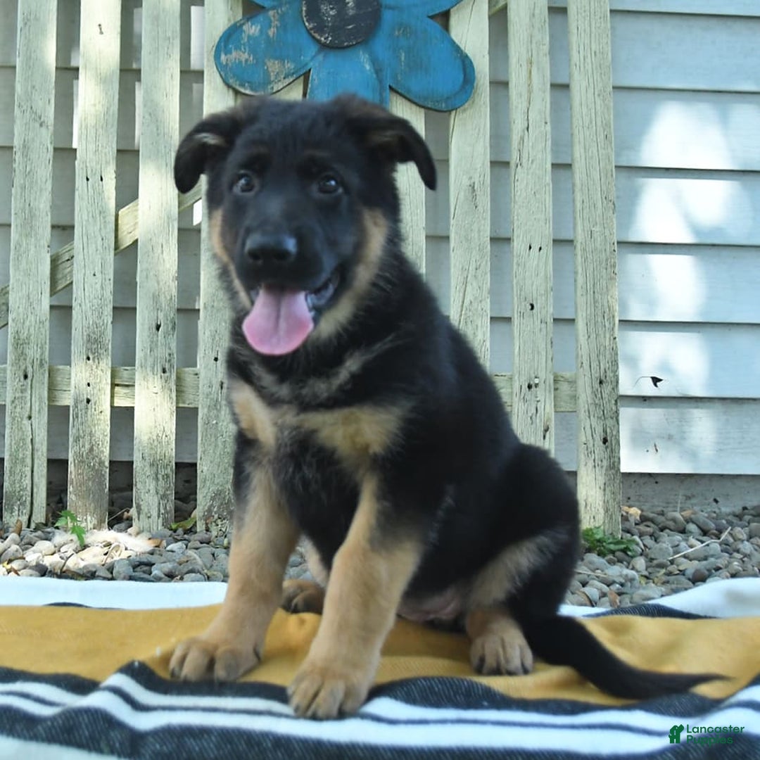 German Shepherd dogs for sale: Meg - Image 9