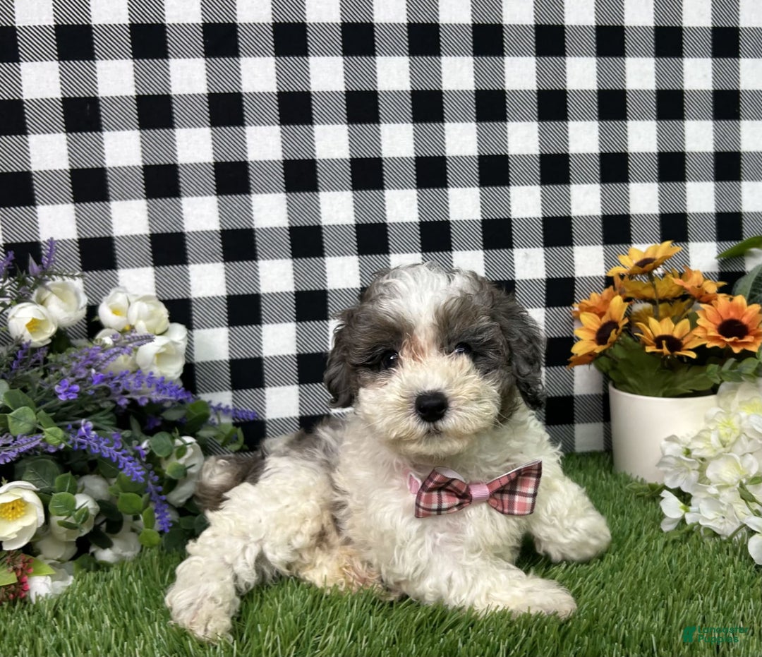 Maltipoo dogs for sale: Maltipoo 4 puppies - Image 4