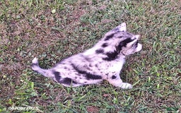 Gerberian Shepsky dogs for sale: Chief - Image 2