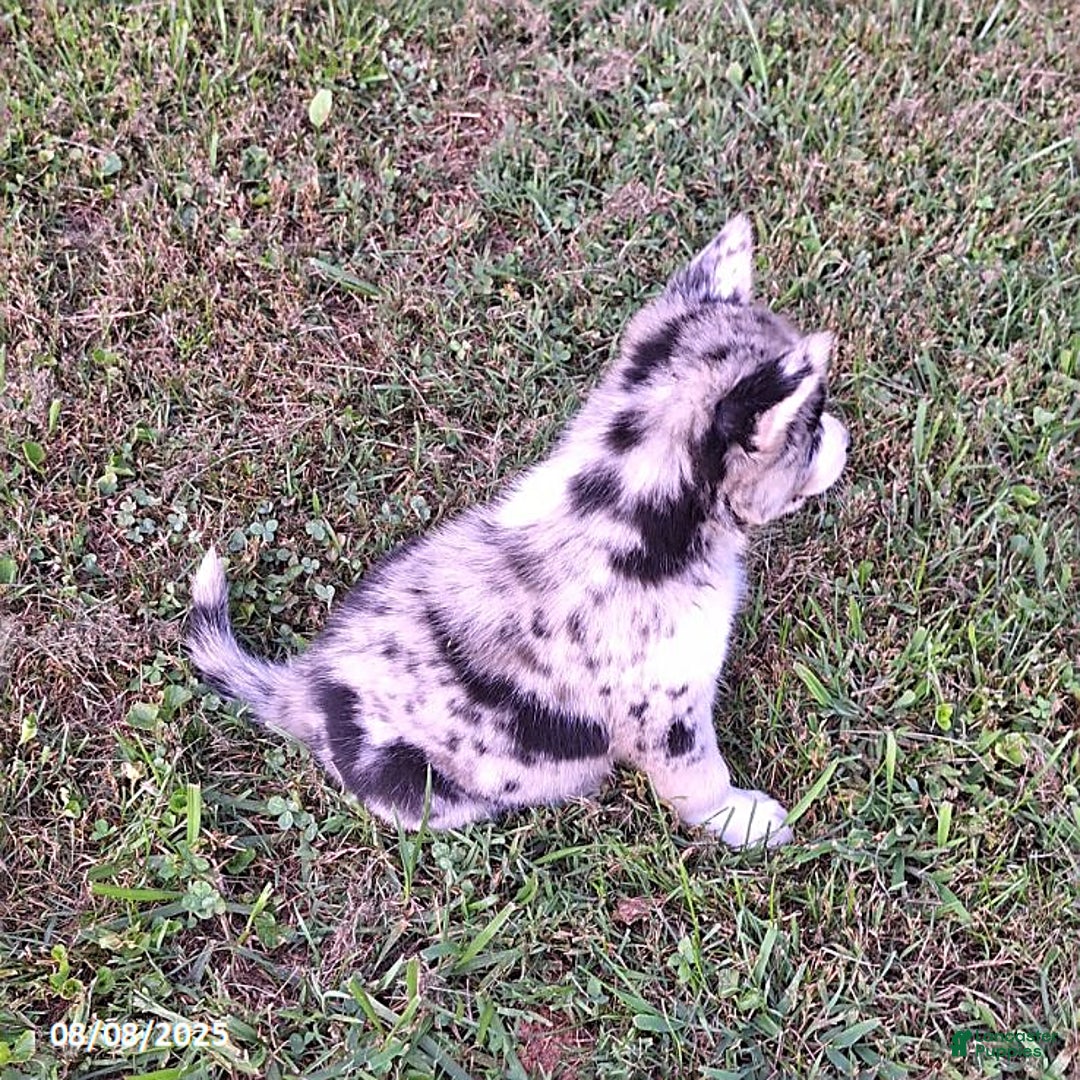 Gerberian Shepsky dogs for sale: Chief - Image 2