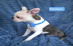 Boston Terrier dogs for sale: Nolan - Image 12