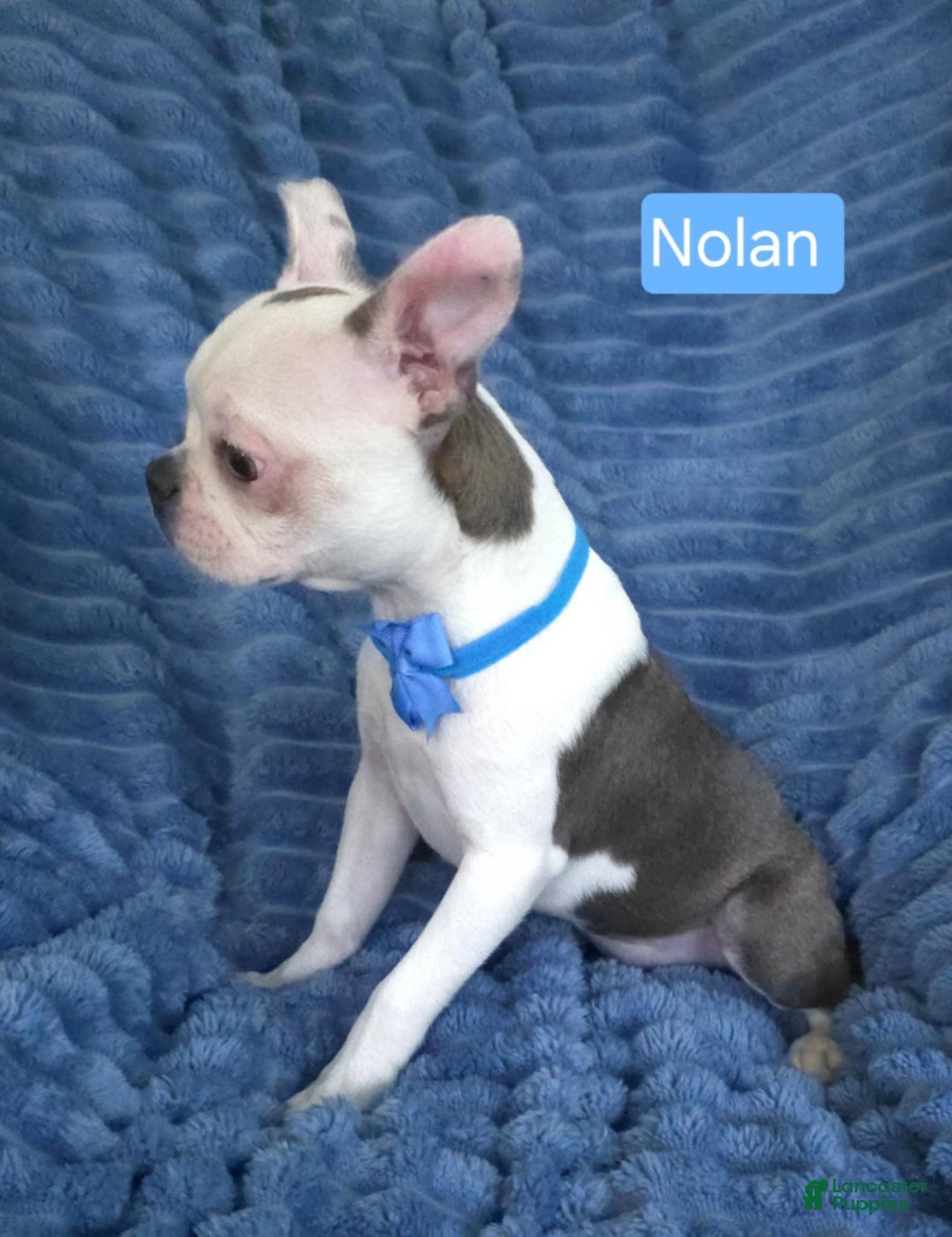 Boston Terrier dogs for sale: Nolan - Image 12