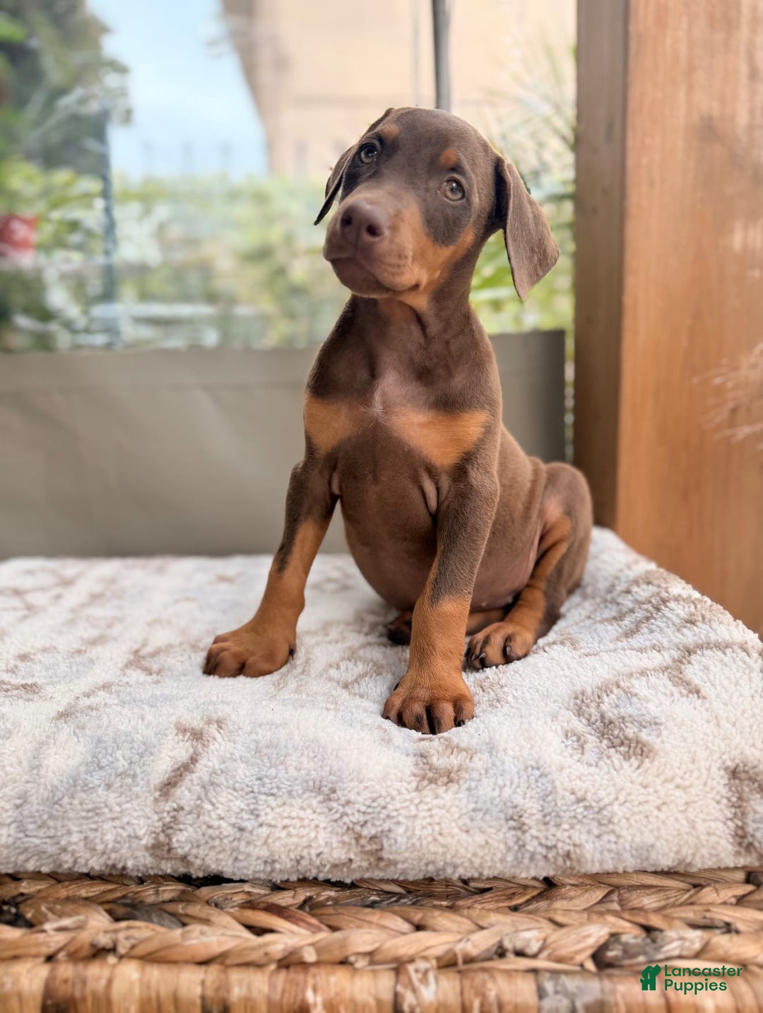 Doberman Pinscher dogs for sale: Mocha - Image 4