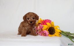 Mini Goldendoodle dogs for sale: Bianka - Image 2