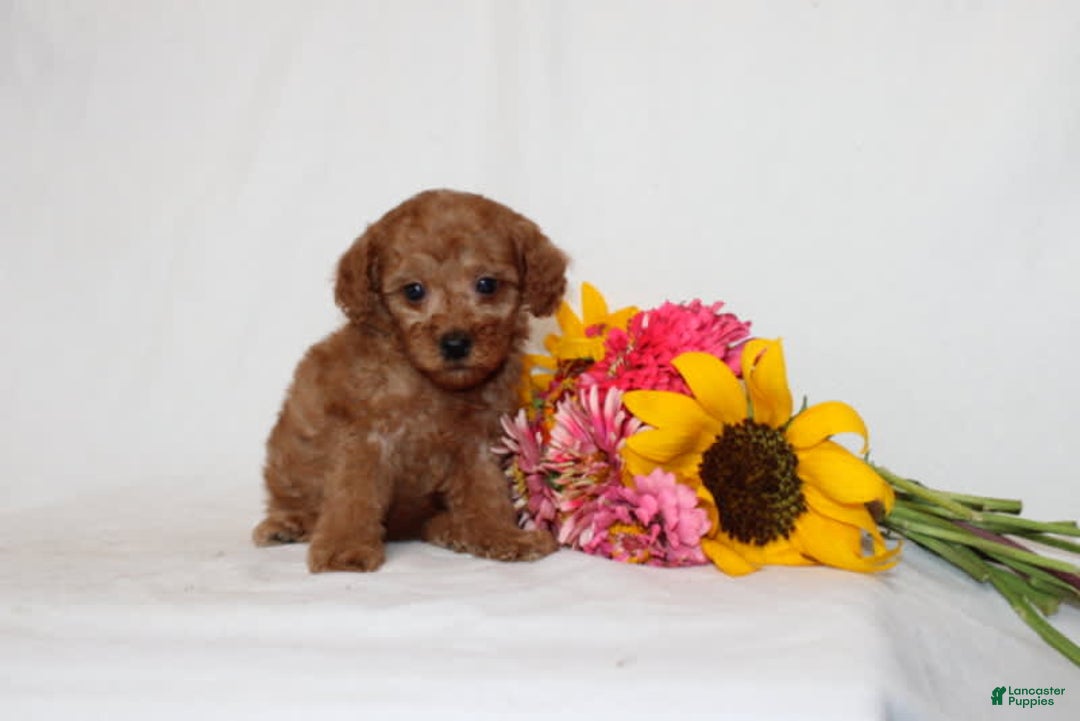 Mini Goldendoodle dogs for sale: Bianka - Image 2