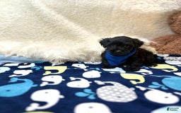 Morkie dogs for sale: Scottie - Image 10