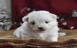 Maltese dogs for sale: Blake - Image 4