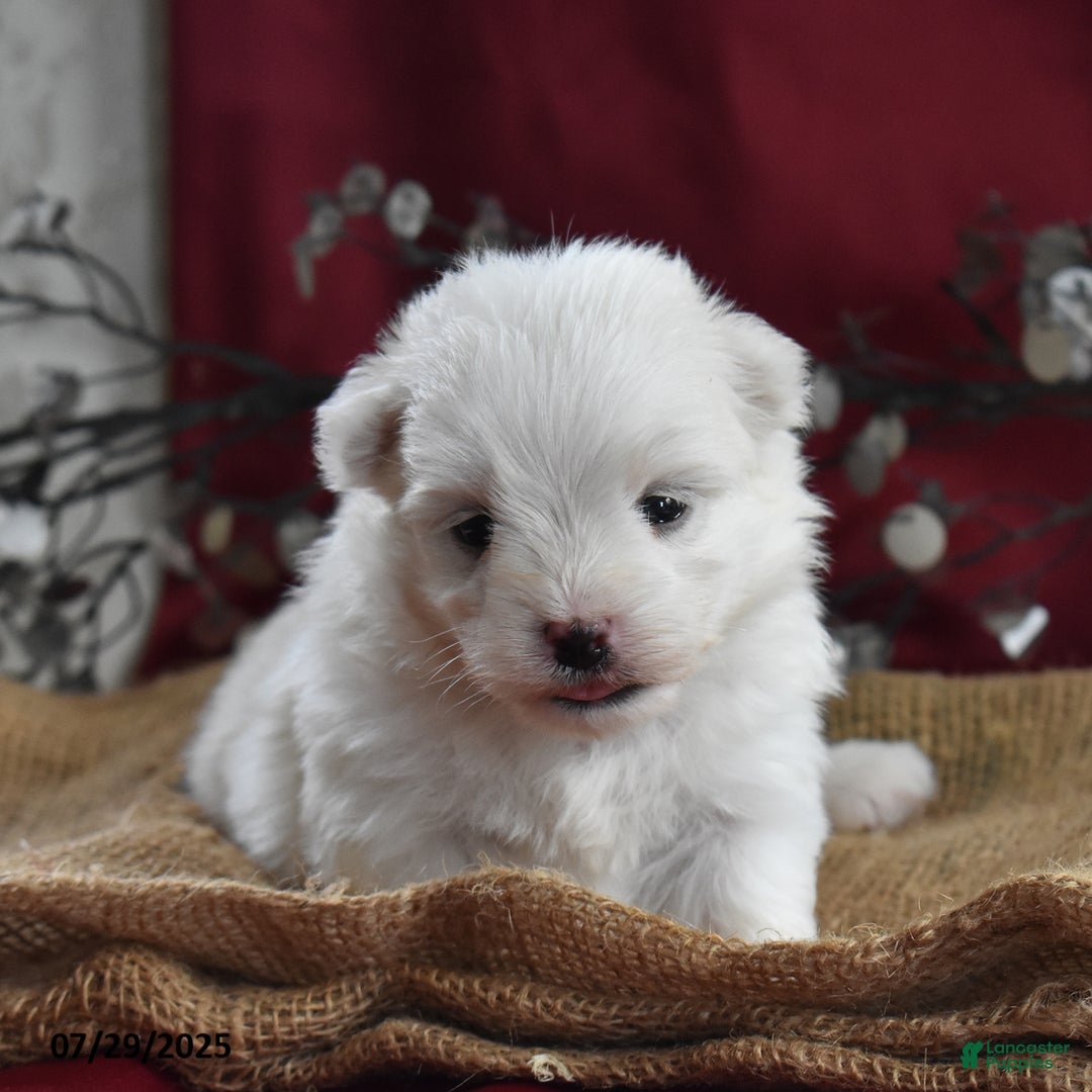 Maltese dogs for sale: Blake - Image 4
