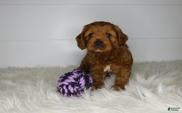 Cavapoo dogs for sale: Theo - Image 9