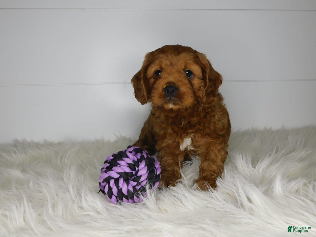 Cavapoo dogs for sale: Theo - Image 9