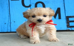 Maltipoo dogs for sale: Maverick - Image 4