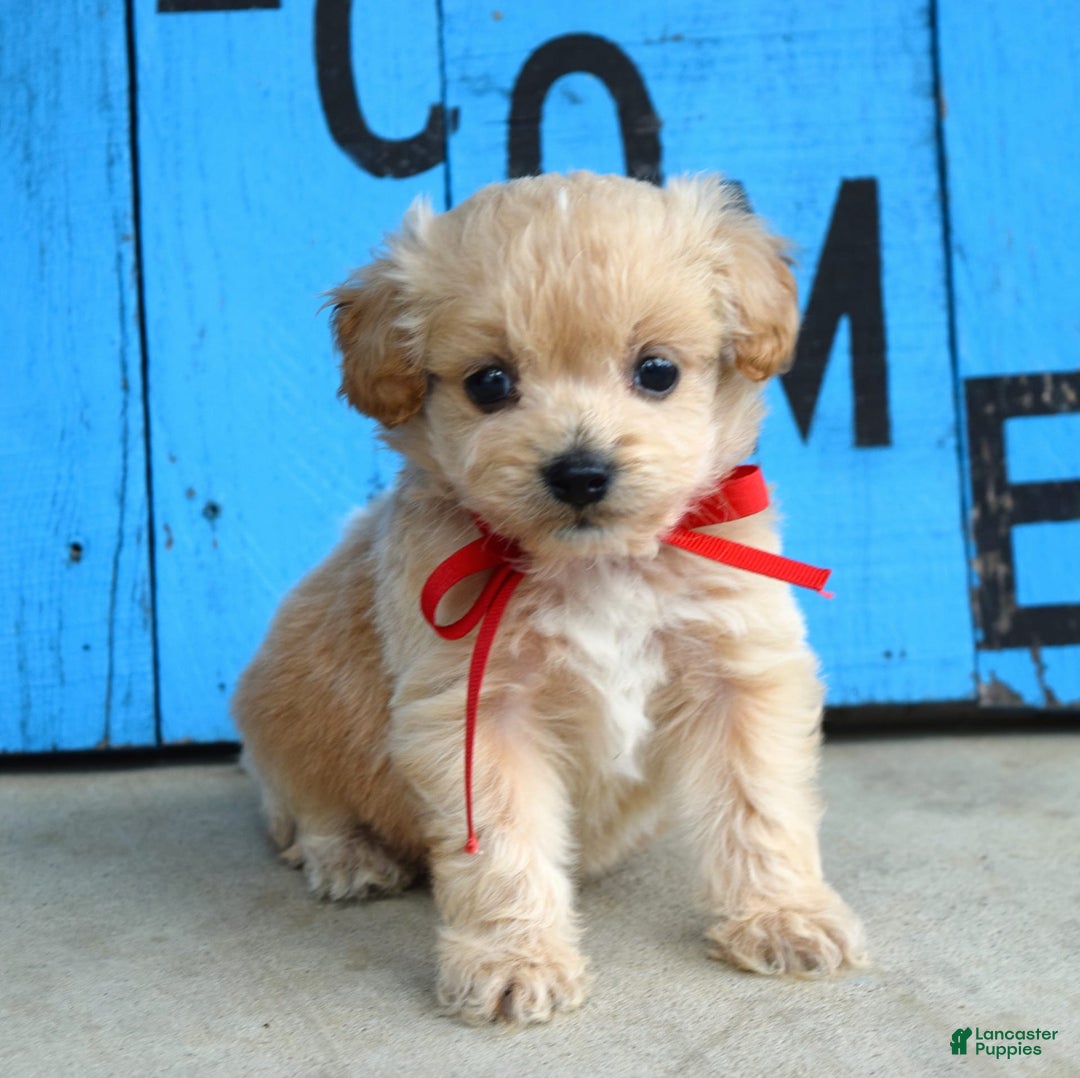 Maltipoo dogs for sale: Maverick - Image 4