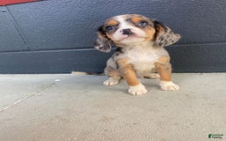 Beaglier dogs for sale: Marshal - Image 2