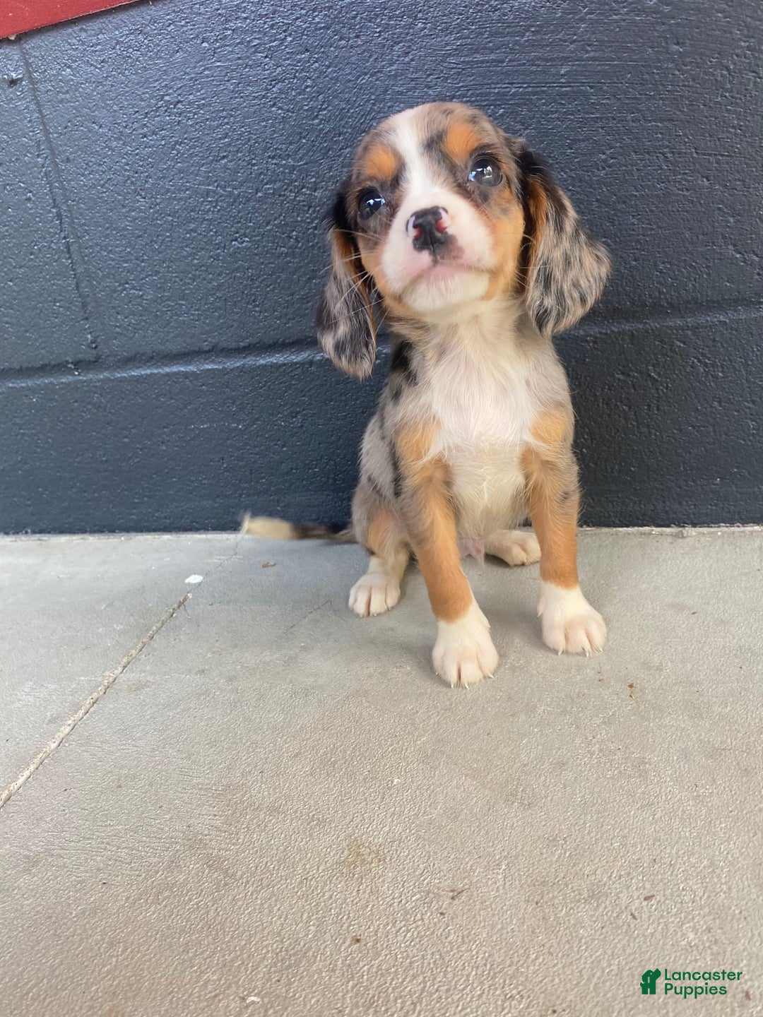 Beaglier dogs for sale: Marshal - Image 2