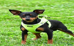 Miniature Pinscher dogs for sale: Skipper - Image 2
