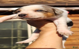 Catahoula Leopard Dog dogs for sale: Virginia - Image 9