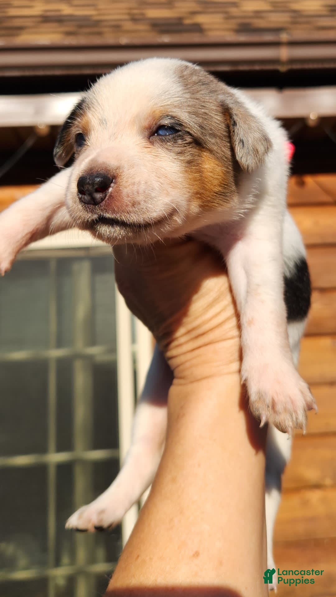 Catahoula Leopard Dog dogs for sale: Virginia - Image 9