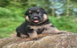 German Shepherd dogs for sale: Kira - Image 12