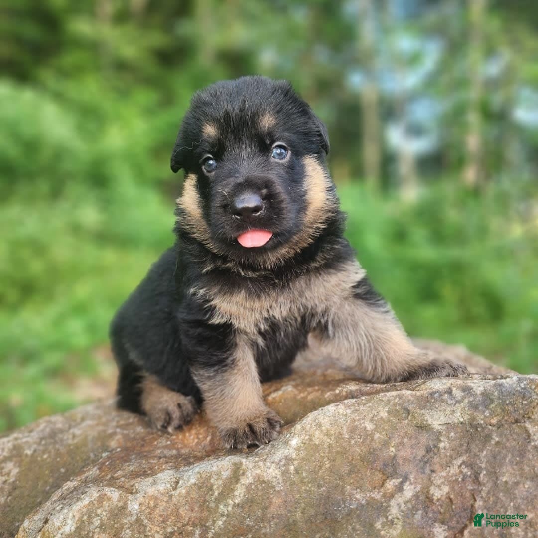 German Shepherd dogs for sale: Kira - Image 12