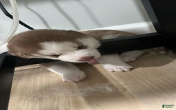 Siberian Husky dogs for sale: Creed - Image 1