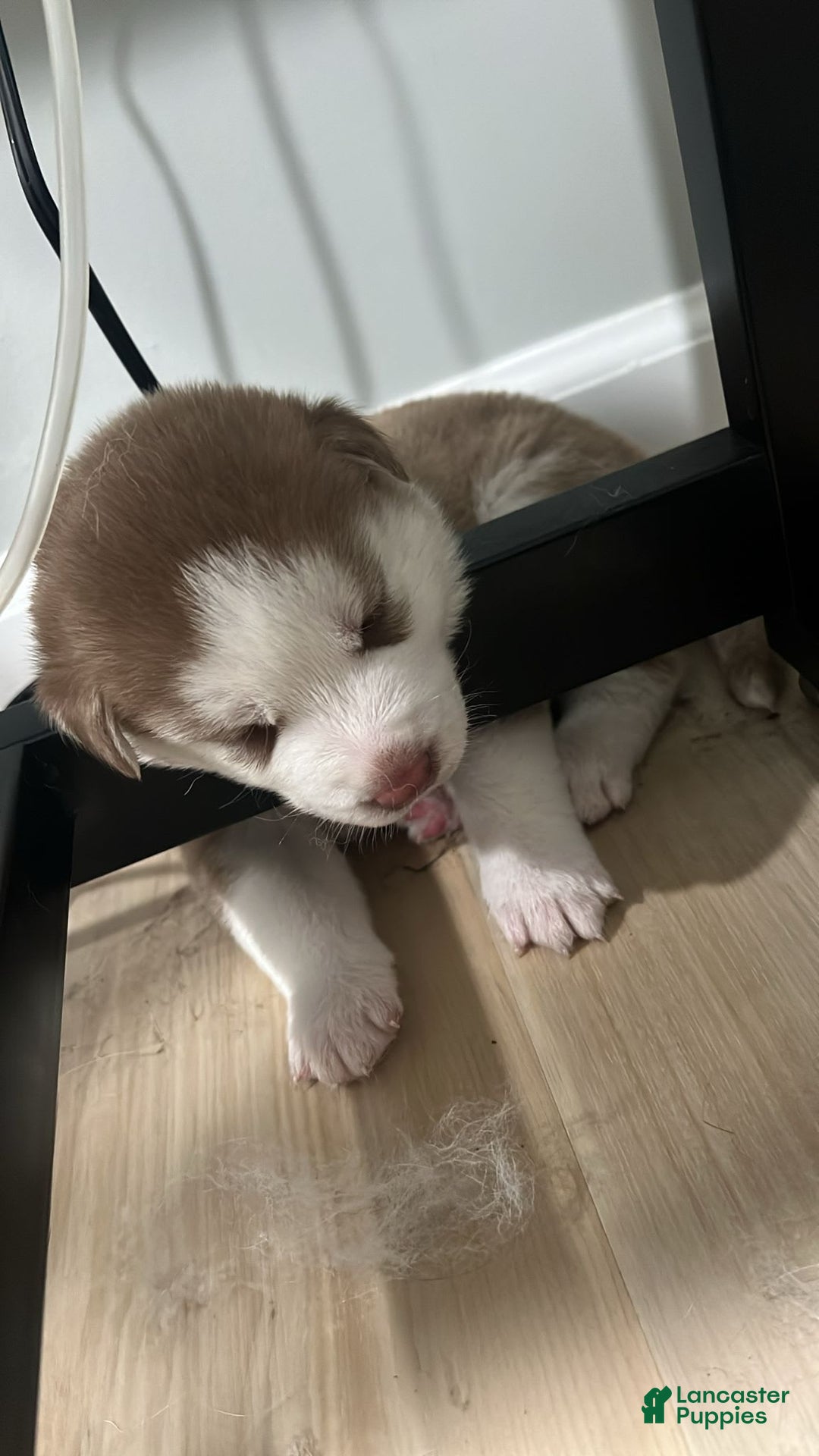Siberian Husky dogs for sale: Creed - Image 1