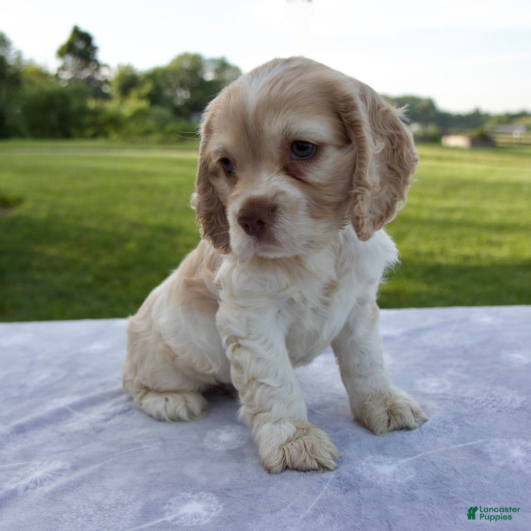Cocker Spaniel dogs for sale: Star - Image 2