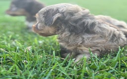 Aussiedoodle dogs for sale: Reagan - Image 1