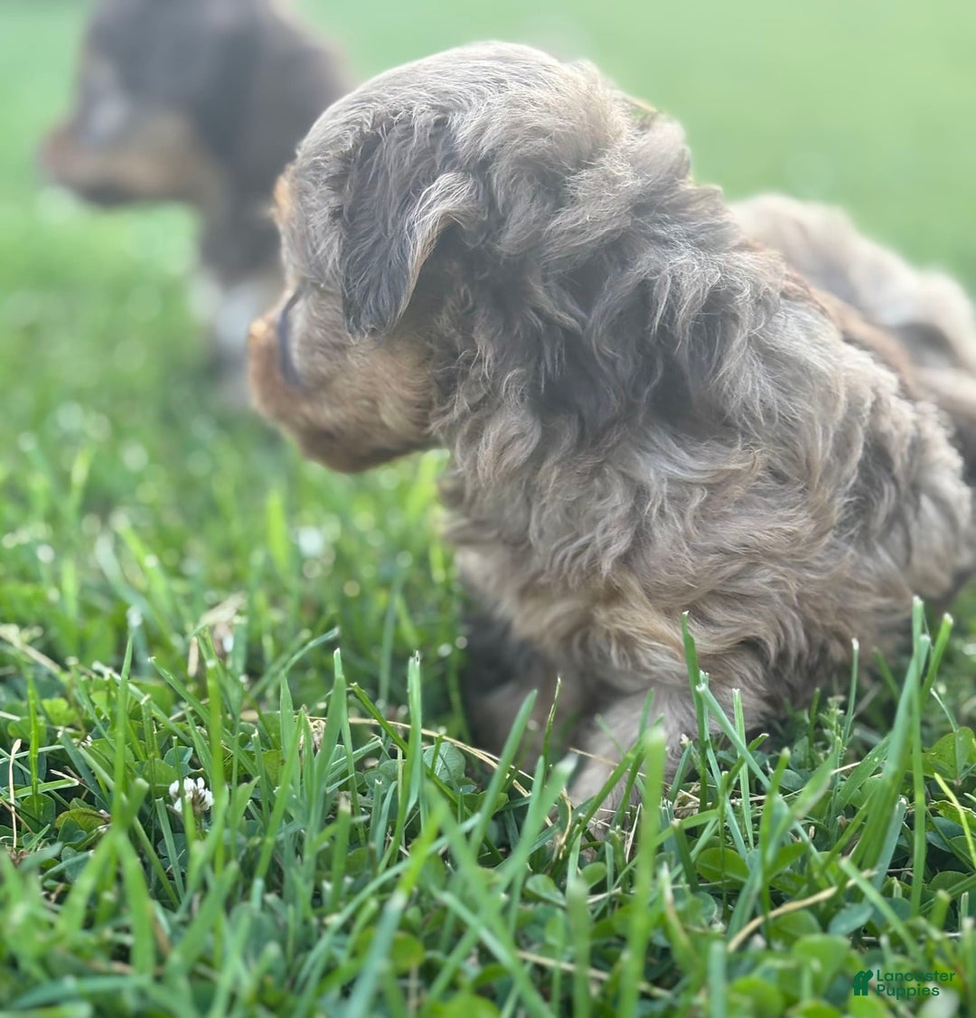 Aussiedoodle dogs for sale: Reagan - Image 1