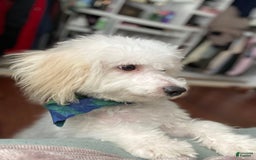 Bichon Frise dogs for sale: Marshall - Image 4