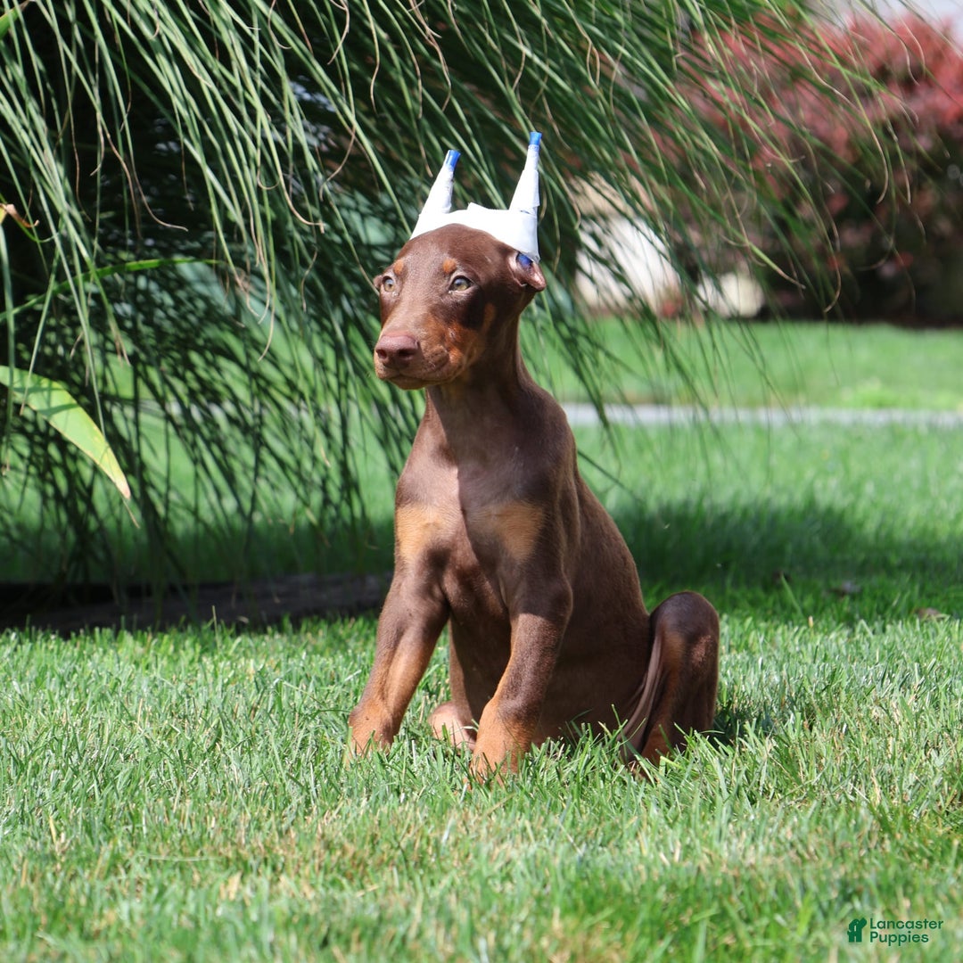 Doberman Pinscher dogs for sale: Bruno - Image 3