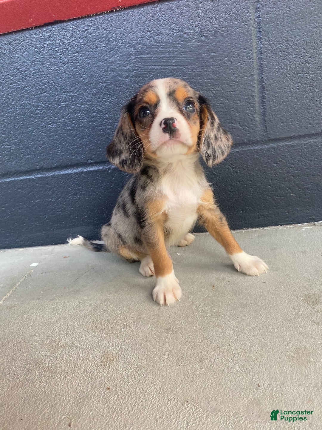 Beaglier dogs for sale: Marshal - Image 6