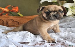 French Bulldog dogs for sale: Ralph - Image 4