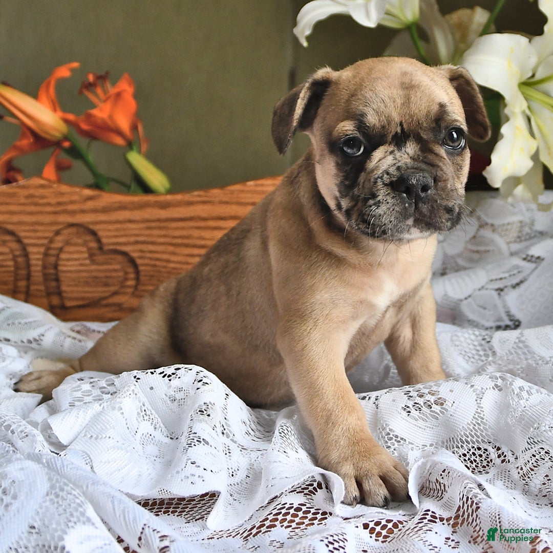 French Bulldog dogs for sale: Ralph - Image 4