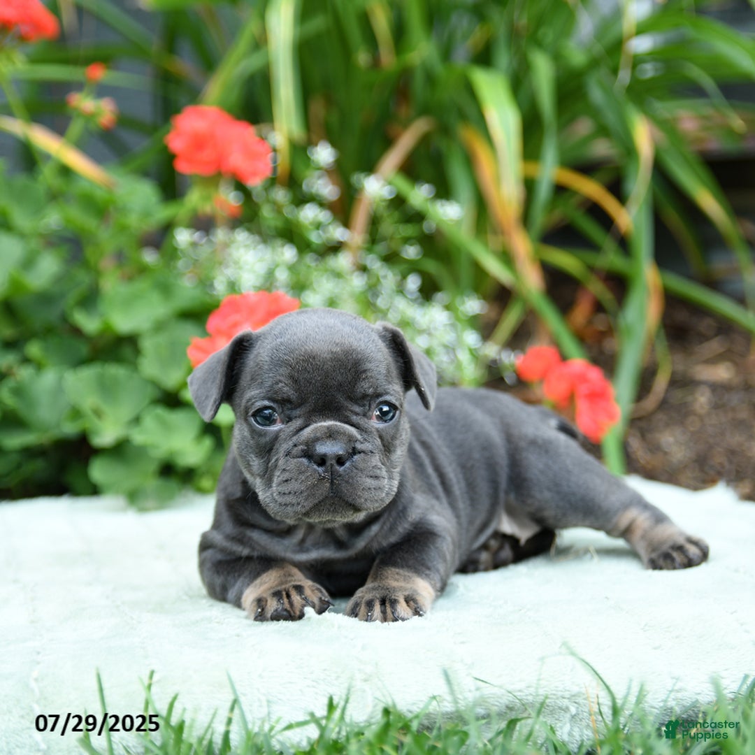 French Bulldog dogs for sale: Brittany - Image 5