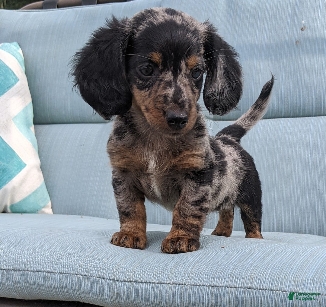Miniature Dachshund dogs for sale: Miniature Dachshund 3 puppies - Image 29