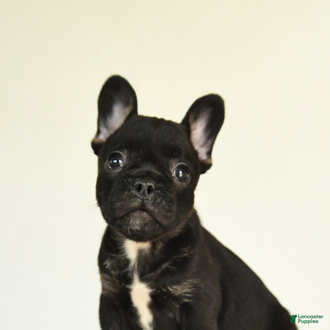 French Bulldog dogs for sale: Harper - Image 1