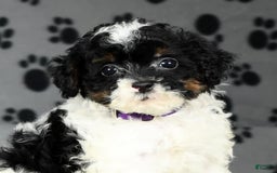 Miniature Poodle dogs for sale: Maverick - Image 7