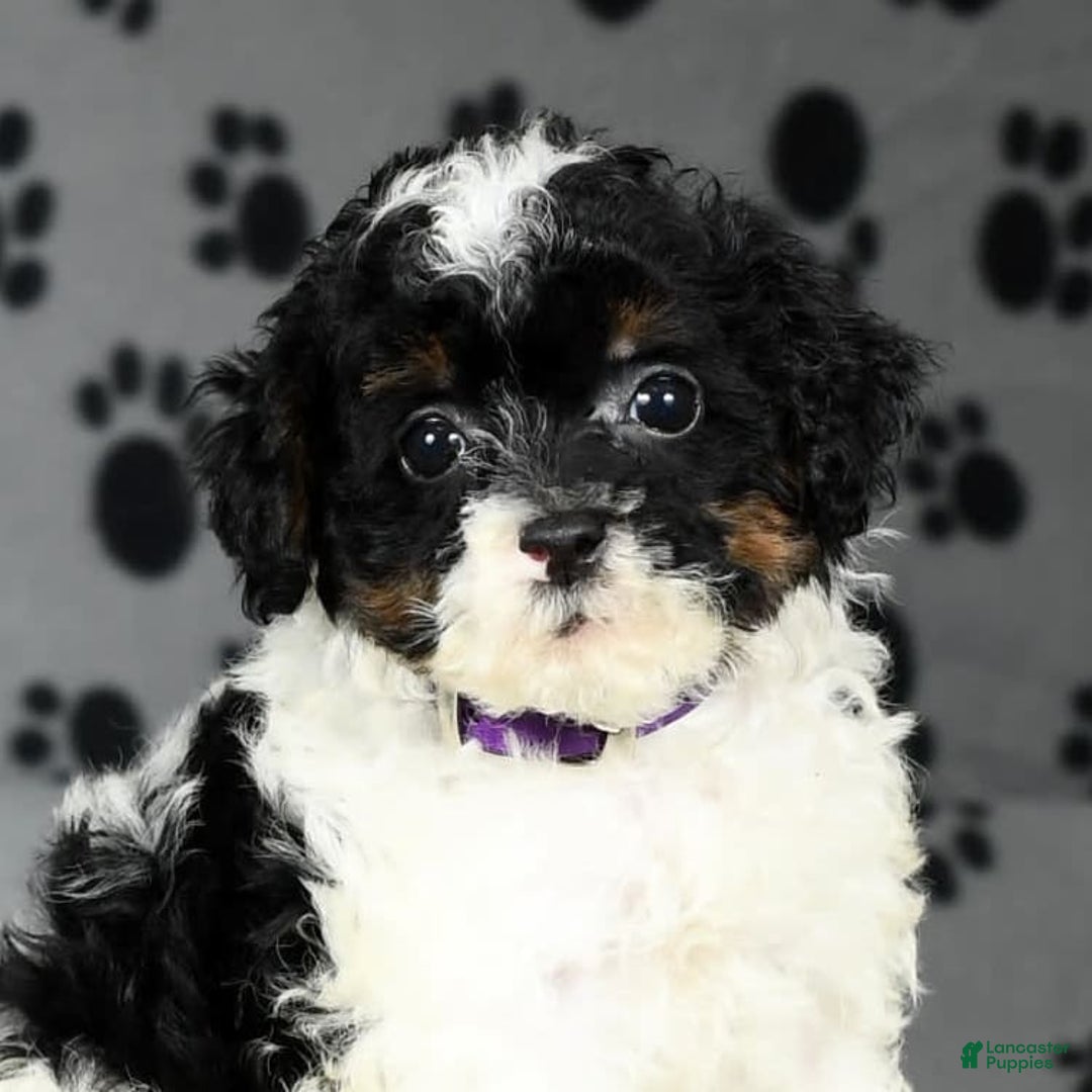 Miniature Poodle dogs for sale: Maverick - Image 7