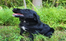Labradoodle dogs for sale: Maddie - Image 1