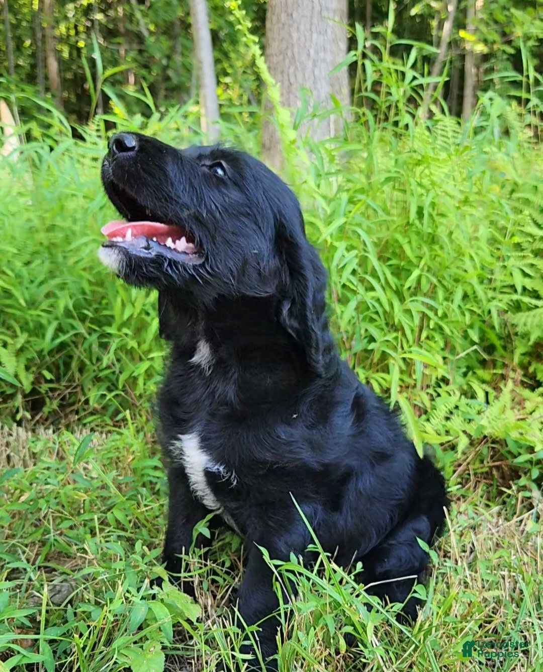 Labradoodle dogs for sale: Maddie - Image 1